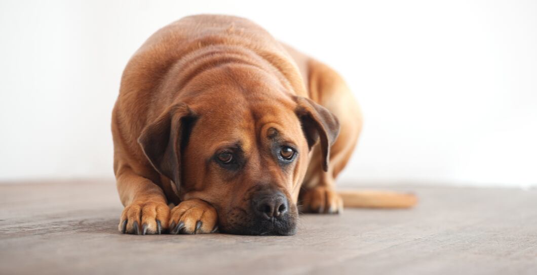 Varovné signály psa a jak je poznat?