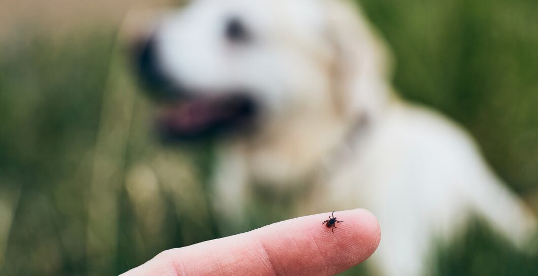 Klíště u psů a koček: Čím hrozí?