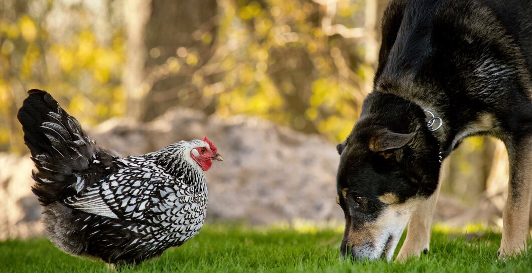 Potřebuje pes kuřecí maso?