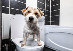 Zvracení a průjem u psa: co tyto potíže značí a jak je řešit?