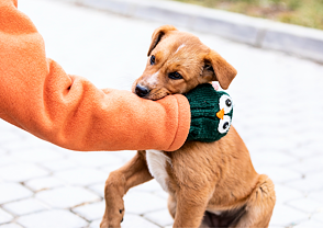 3 důvody, proč vám štěně okusuje ruce a nábytek. Jak jej to odnaučit?
