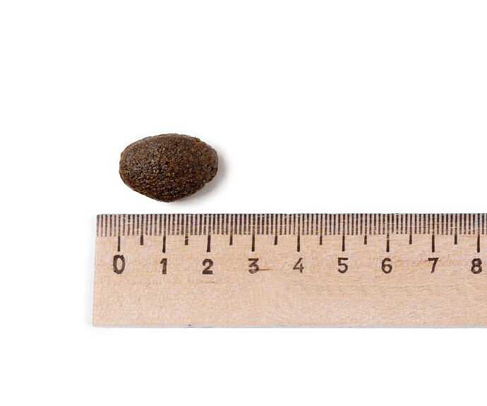 Best Breeder Large Breed Puppy Salmon & Potato