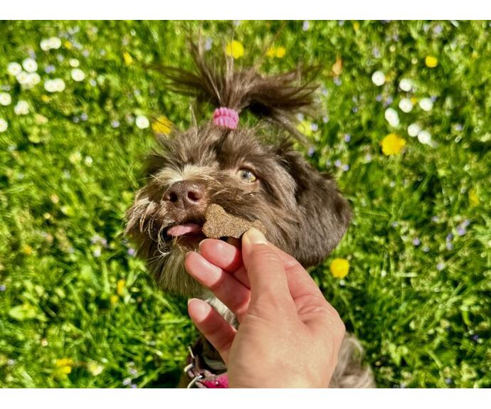 Zdravé pamlsky pro psy s citlivým zažíváním Arden