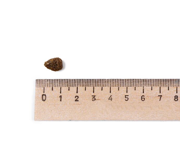 Leonardo Fresh Salmon