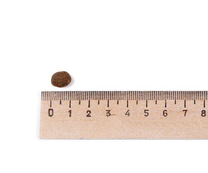 Best Breeder Grain Free Adult Cat Freshly Prepared Salmon