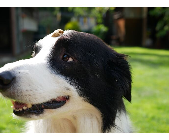 Mňamky pro parťáky - rybí s kokosem - 100 g