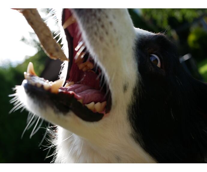 Mňamky pro parťáky - rybí s kokosem - 100 g