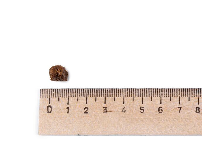 Leonardo Kitten rich in Chicken