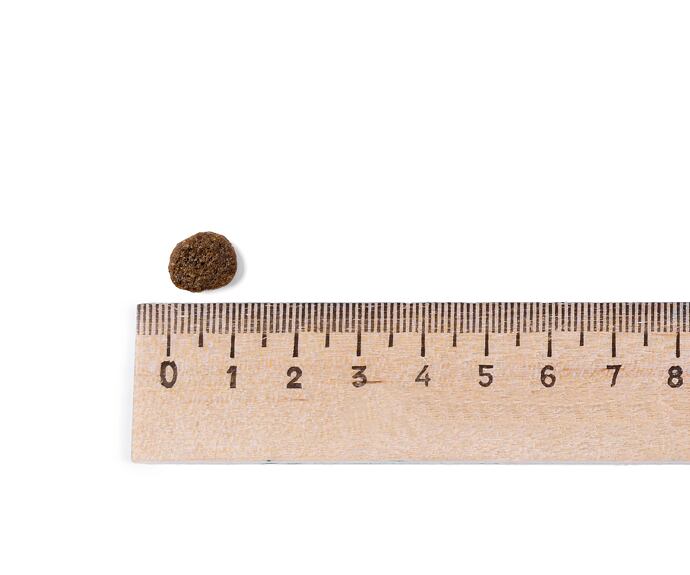 Best Breeder Adult Cat Salmon