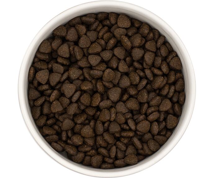 Best Breeder DELUXE Dog Scottish Salmon Puppy