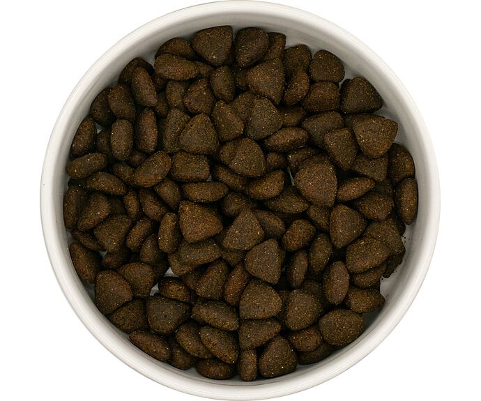 Best Breeder DELUXE Dog Scottish Salmon Senior