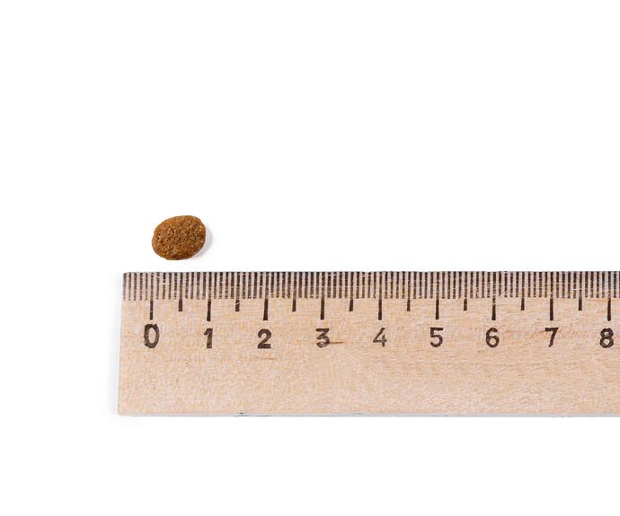 Best Breeder Kitten Chicken