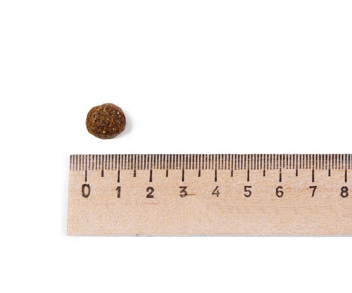 Leonardo Adult GF Salmon