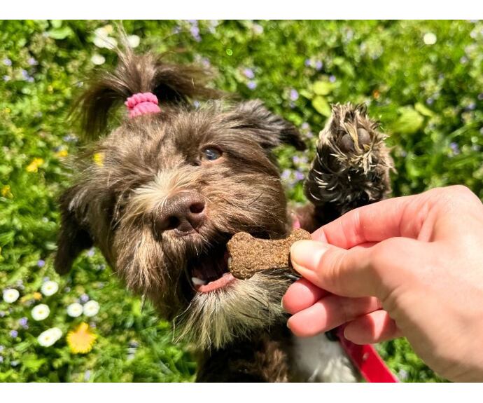 Výcvikové pamlsky pro psy Arden