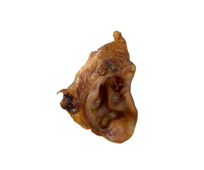 Vepřové vnitřní ucho