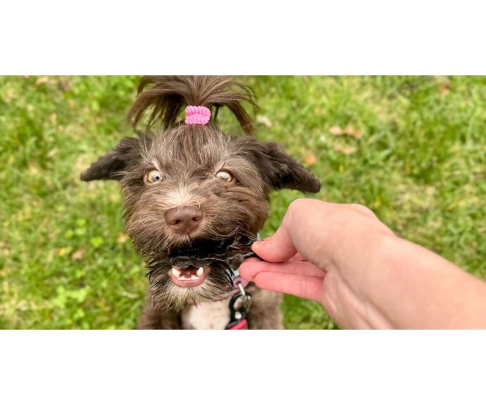 Sušené pamlsky hovězí játra