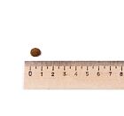 Best Breeder Grain Free Small Breed Chicken, Sweet Potato & Herb