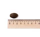 Best Breeder Large Breed Puppy Salmon & Potato