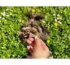 Zdravé pamlsky pro psy s citlivým zažíváním Arden