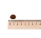 Best Breeder Grain Free Chicken, Sweet Potato & Herb