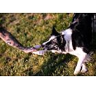 Belcando Přetahovací lano