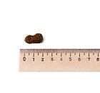 Leonardo Adult GF Maxi