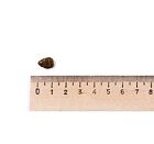 Leonardo Fresh Salmon