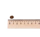 Best Breeder Grain Free Adult Cat Freshly Prepared Salmon