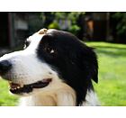 Mňamky pro parťáky - rybí s kokosem - 100 g