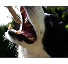 Mňamky pro parťáky - rybí s kokosem - 100 g