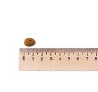 Best Breeder Adult Cat Chicken