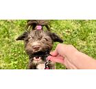 Sušené pamlsky hovězí játra